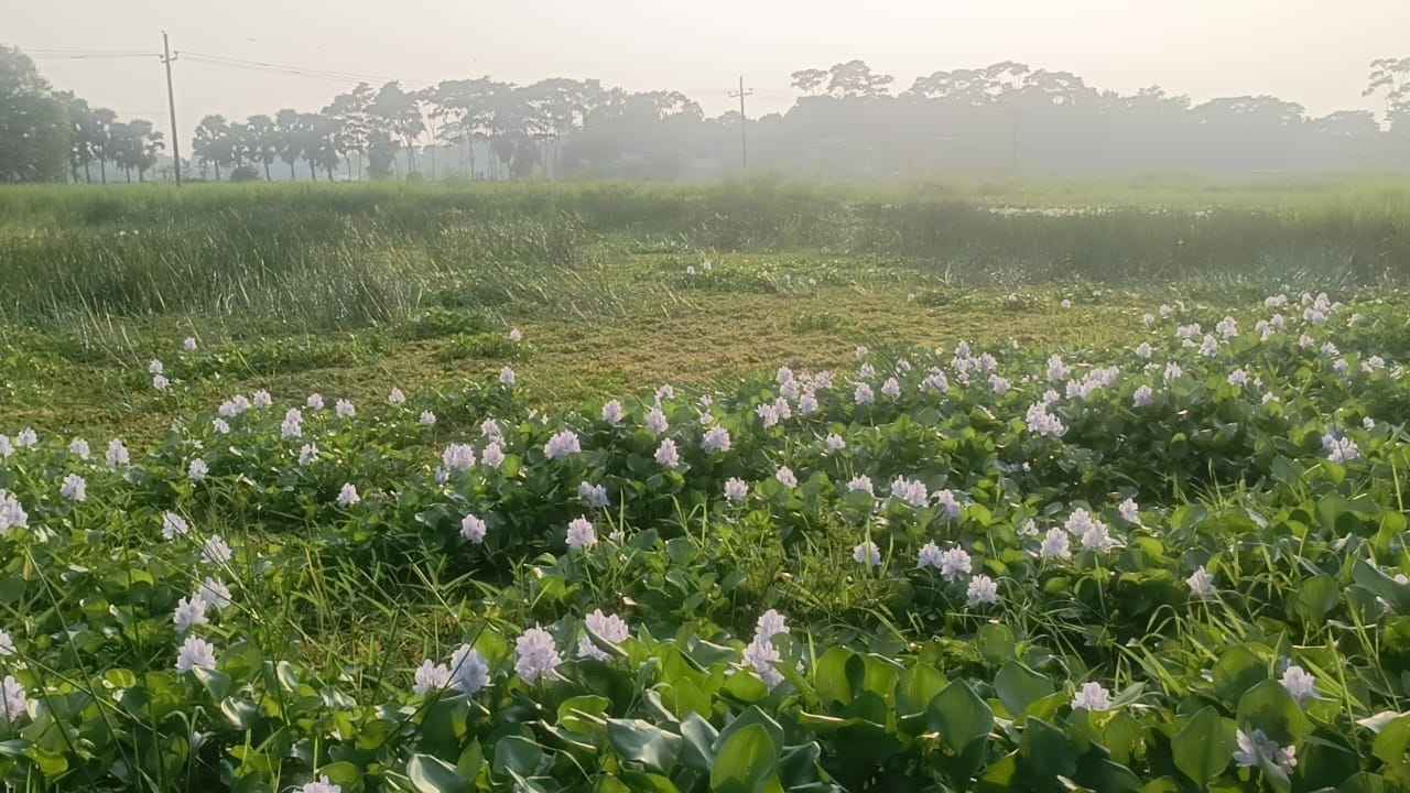কচুরিপানার ফুল। ঢাকা মেইল। কালকিনি। মাদারীপুর।