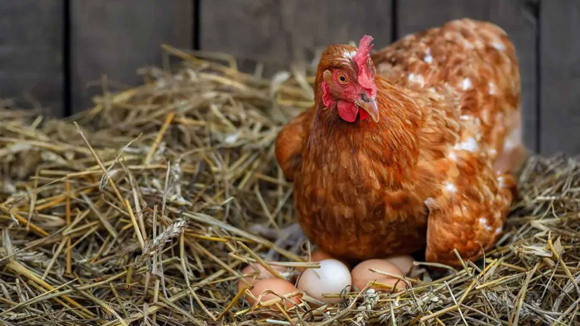 মুরগিরাও ভুগছে স্ট্রেসে, পাড়ছে পানসে স্বাদের ডিম