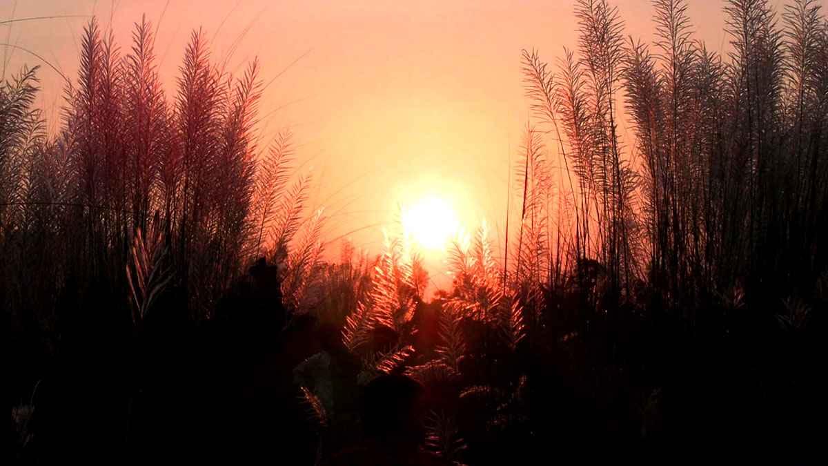 কাশফুলের শুভ্রতায় ঠাকুরগাঁওয়ে শরতের উৎসব