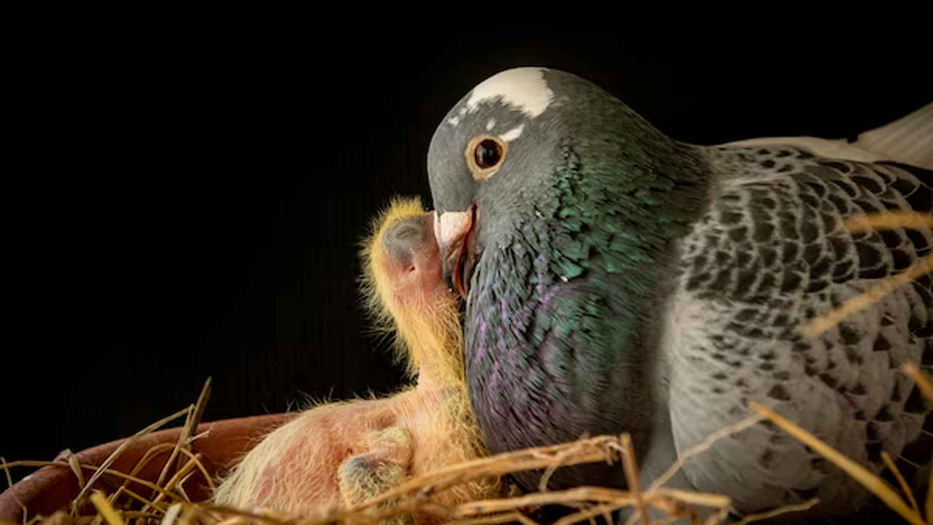 ‘দুধ’ দেয় কবুতর, খাওয়ায় ছানাদের!