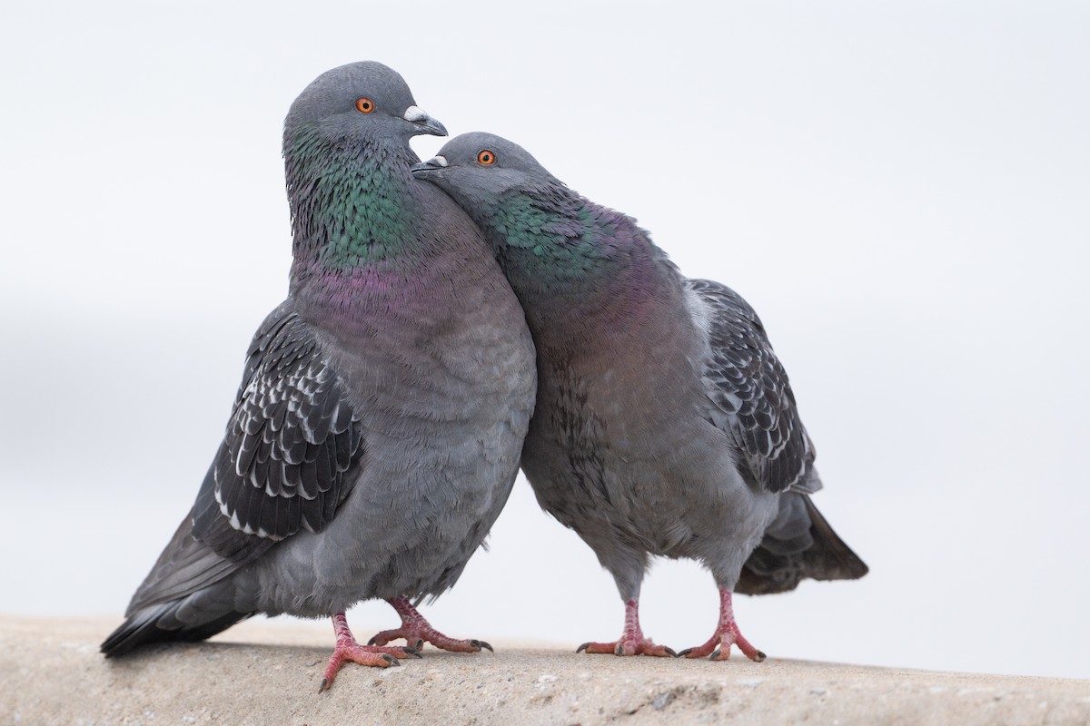 pigeon1 pigeon1