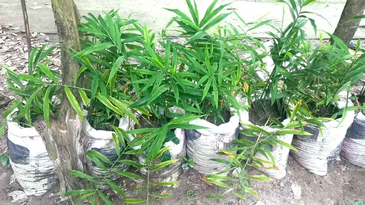 ইউটিউব দেখে আশরাফুলের বস্তায় আদা চাষ