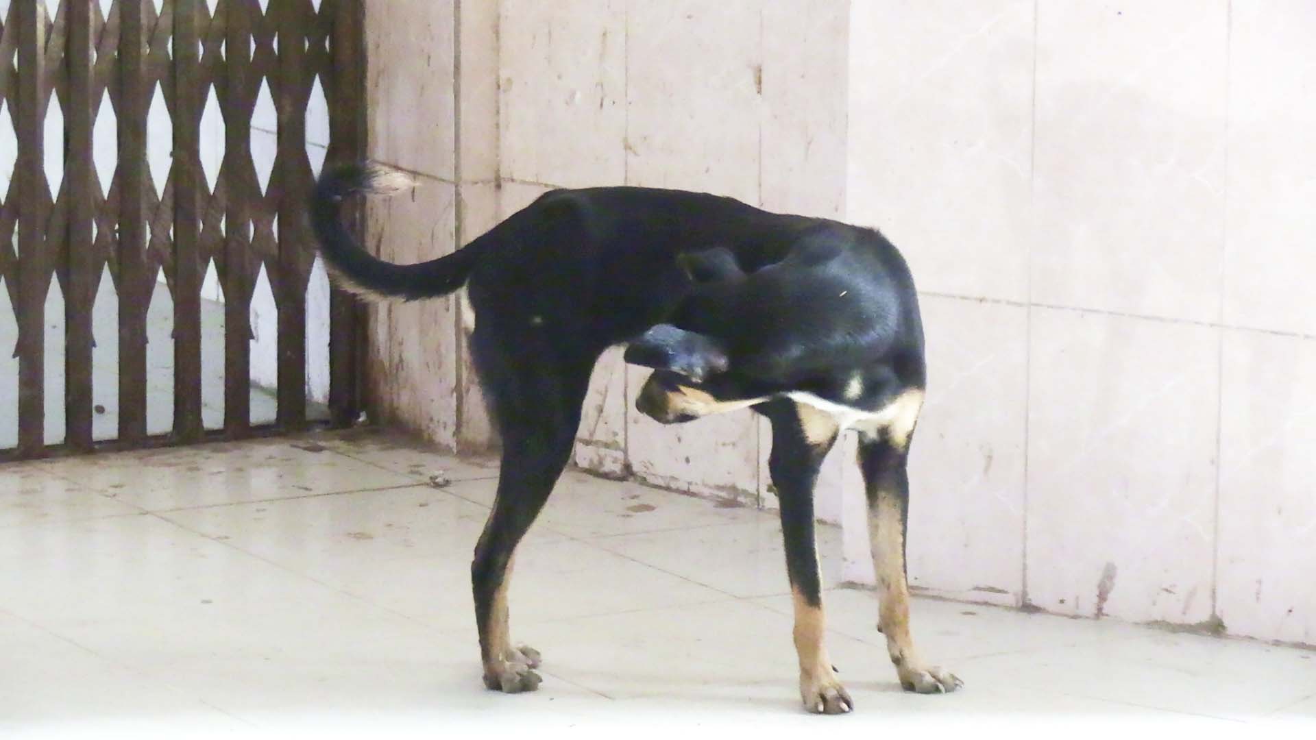 thumbnail_Photo_(13)-Thakurgaon_Hospital_is_a_'patient'_itself!_Dirty_environment,_manpower_shortage_and_mismanagement_are_its_main_ailments