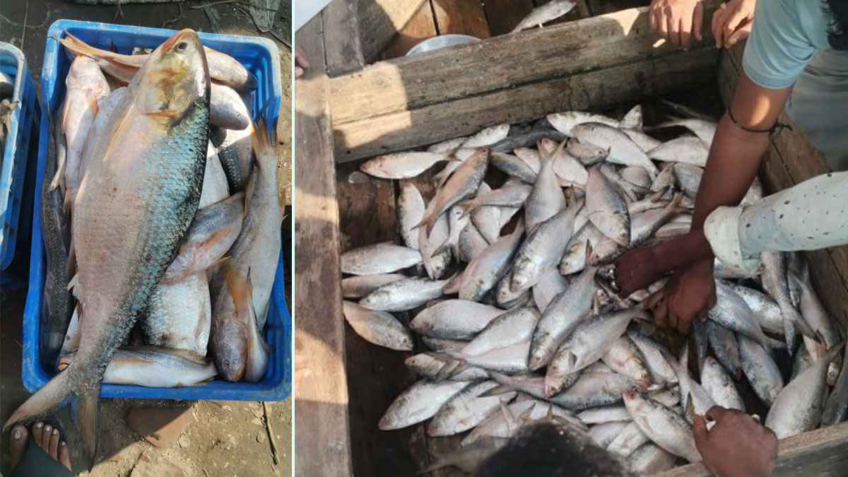 নিষেধাজ্ঞা শেষে ইলিশের প্রাচুর্য, কিন্তু সাগরে আবারও আকাল