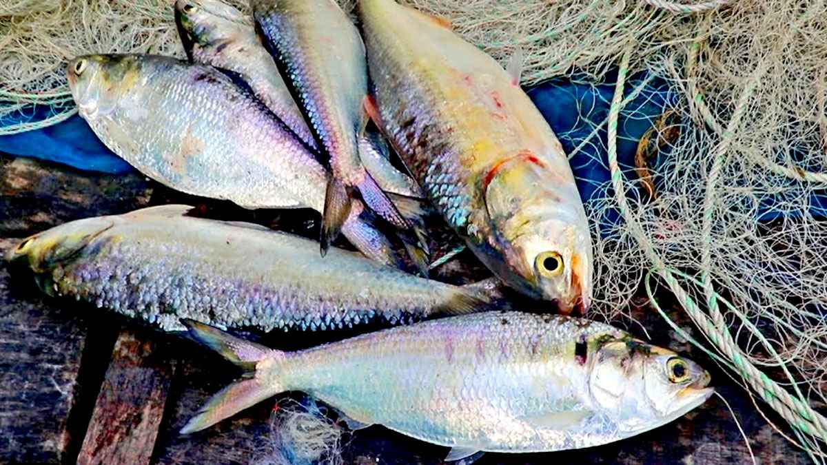 বরিশালে মা ইলিশ নিধন ঠেকাতে পাহারায় ড্রোন, ব্যাপক প্রস্তুতি