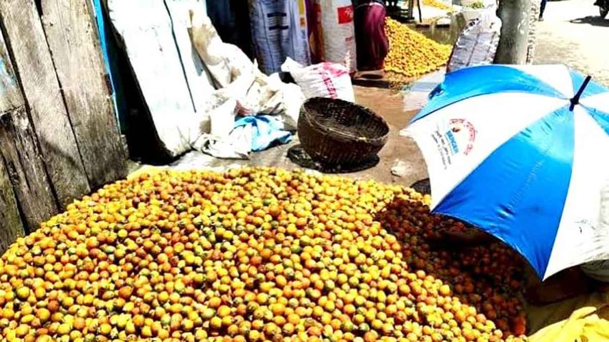 ভোলায় বছরে ২৩০০ কোটি টাকার সুপারি উৎপাদন, নেই কৃষি বিভাগের তদারকি
