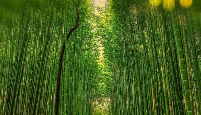 Bamboo-68cb09eeeaa7d