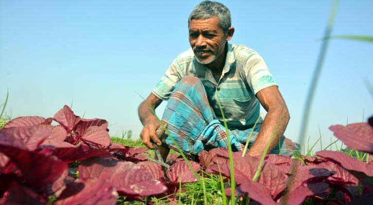 Bogura-Vegetable-pic-120181006112256 Bogura-Vegetable-pic-120181006112256