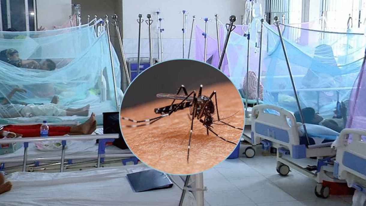ডেঙ্গুতে এক দিনে ৬ জনের মৃত্যু, হাসপাতালে ভর্তি ৫৮৬