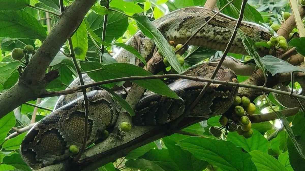 কুড়িগ্রামে বসতবাড়ির গাছ থেকে ১০ ফুট লম্বা অজগর উদ্ধার