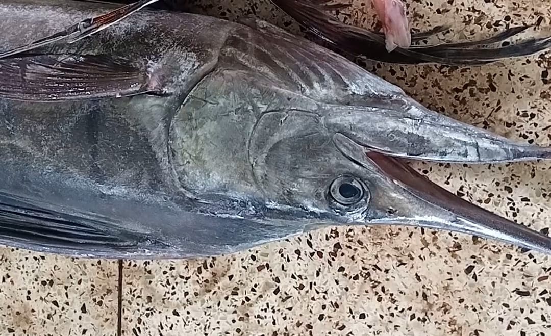 IMG-20250921-WA0032 IMG-20250921-WA0032