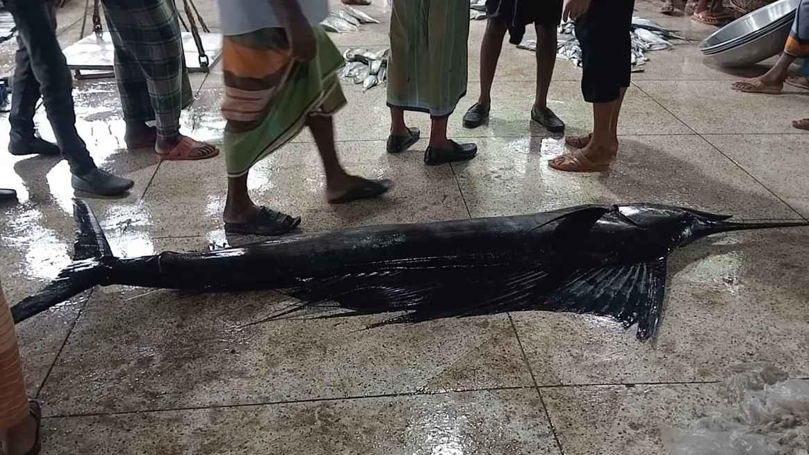 জেলের জালে দেড় মণের পাখি মাছ, বিক্রি ৭ হাজারে