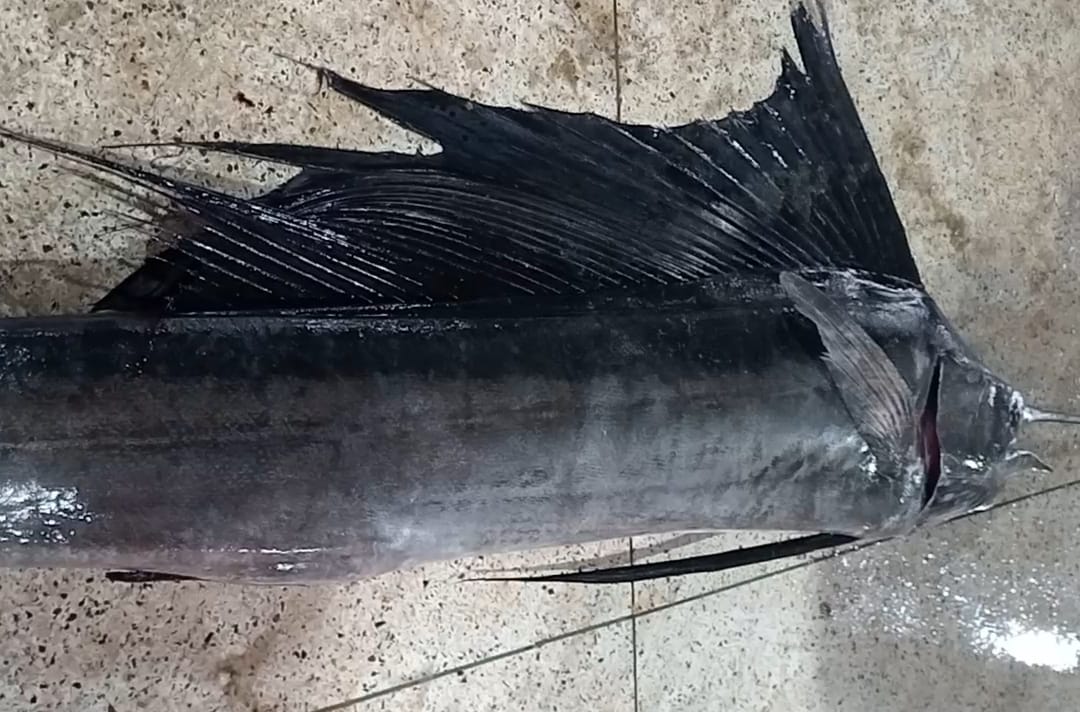 IMG-20250921-WA0035 IMG-20250921-WA0035