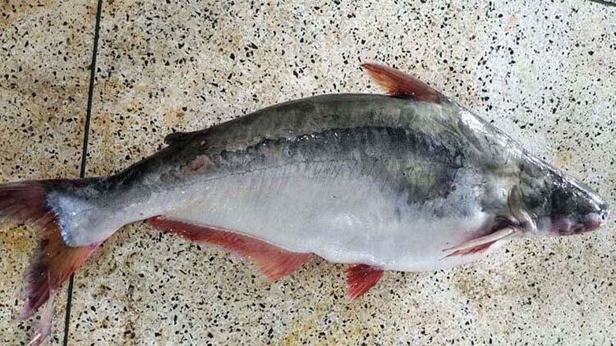 বঙ্গোপসাগরে জেলের জালে ১৫ কেজির পাঙাশ, ১৮ হাজারে বিক্রি