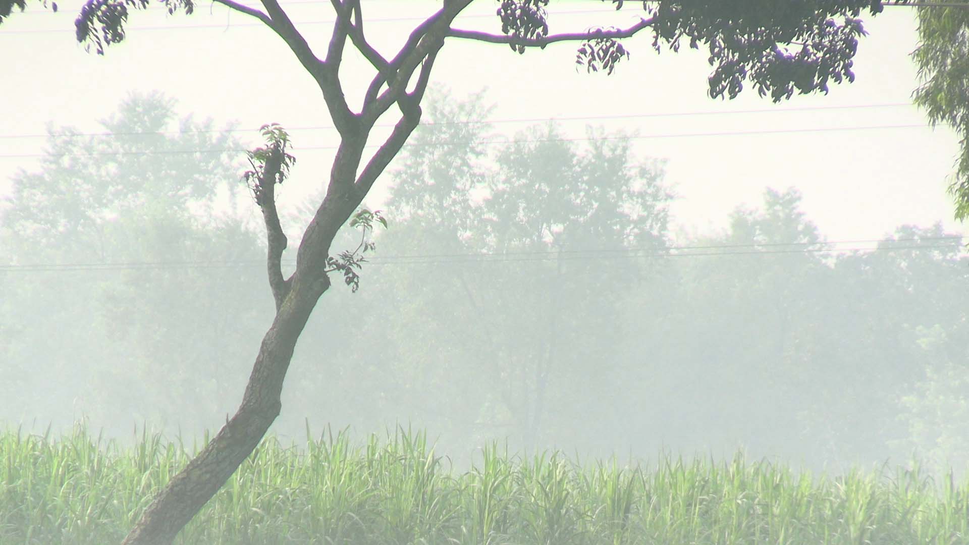 Photo_(1)-Thakurgaon_is_in_the_mood_for_early_winter_-_the_morning_is_drenched_in_dew,_the_surroundings_are_covered_in_fog