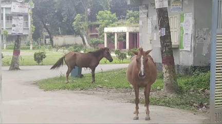 ফরিদপুরে পাগলা ঘোড়ার লাথি ও কামড়ে আহত ১৮