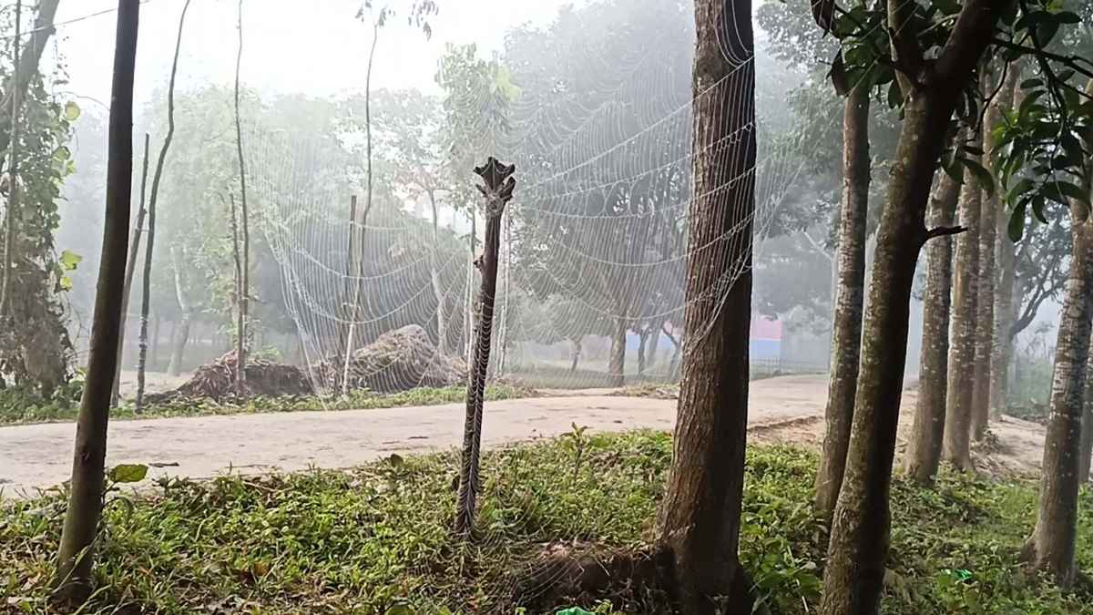 আশ্বিনেই কুয়াশা ঢাকা ভোর, ঠাকুরগাঁওয়ে শীতের আমেজ