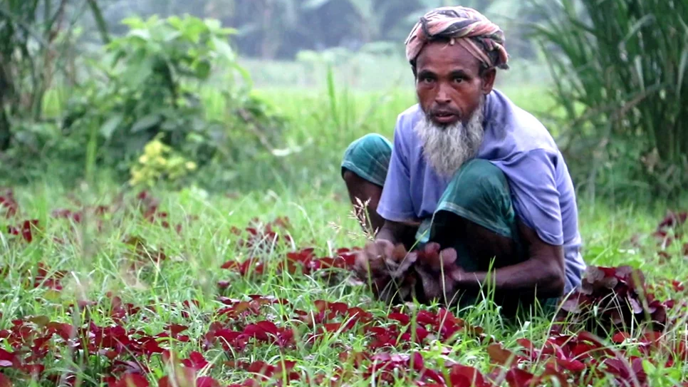 শীতের আগাম সবজি চাষের এখনই সময়