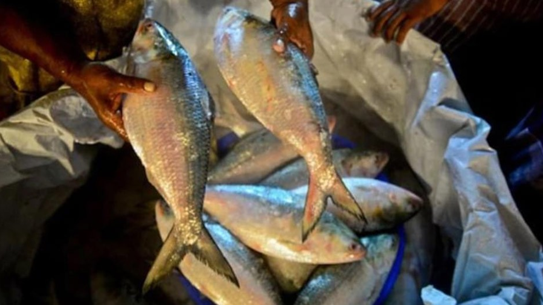 কলকাতায় পদ্মার ইলিশের দাম আকাশছোঁয়া, আগ্রহ হারাচ্ছে ক্রেতারা
