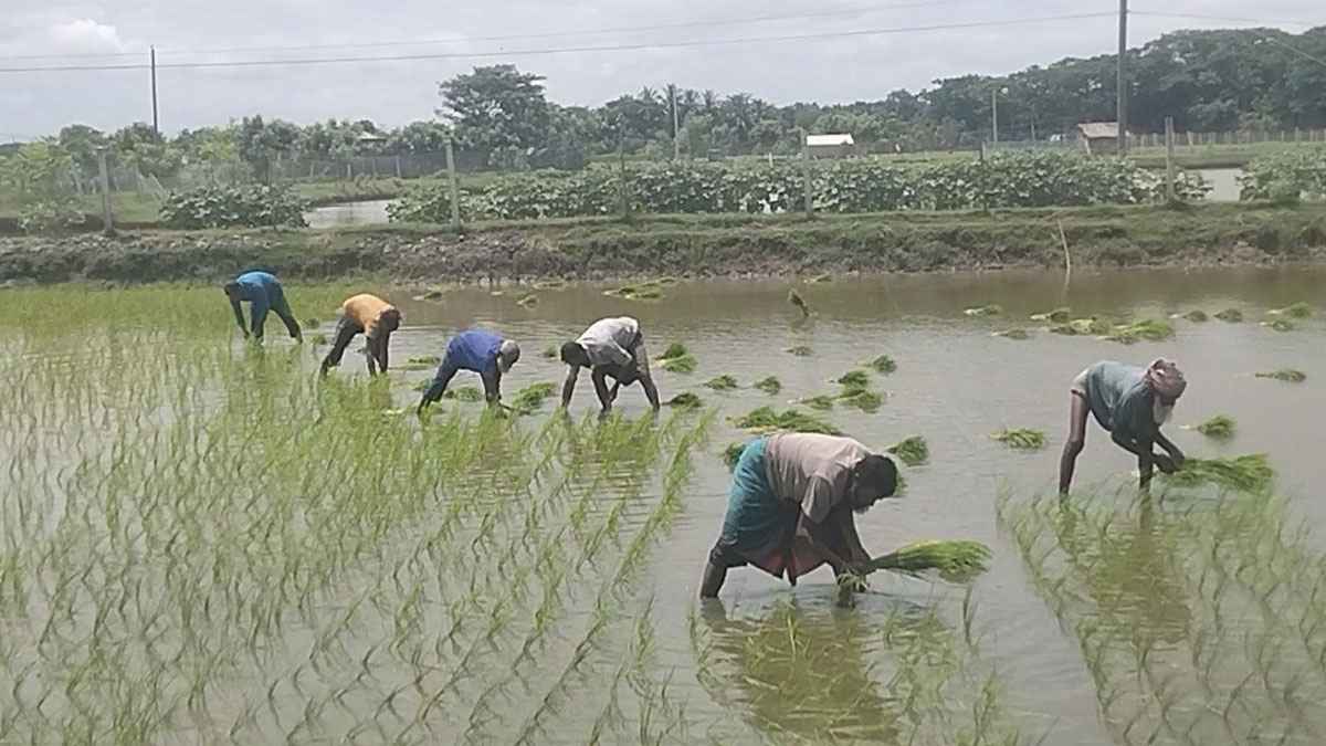 বৃষ্টির ধাক্কা পেরিয়ে খুলনায় আমনের আবাদে উজ্জীবন