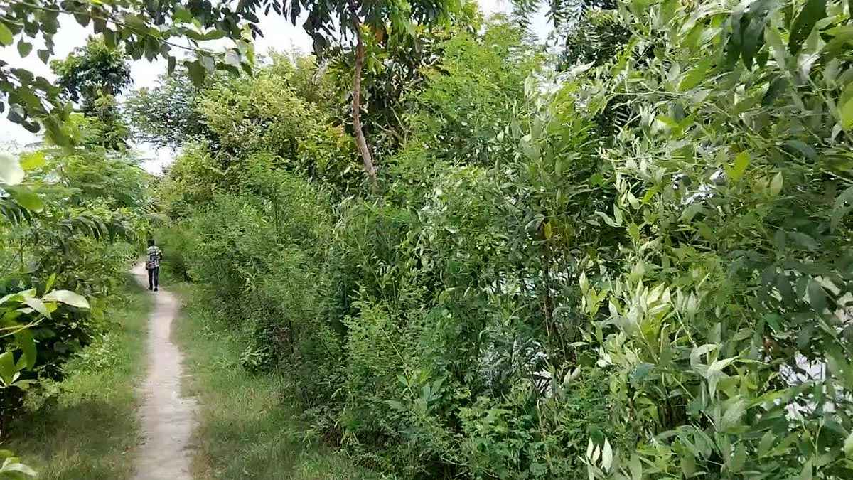 বুড়িভদ্রার পাড়ে নয়নাভিরাম প্রকৃতির হাতছানি