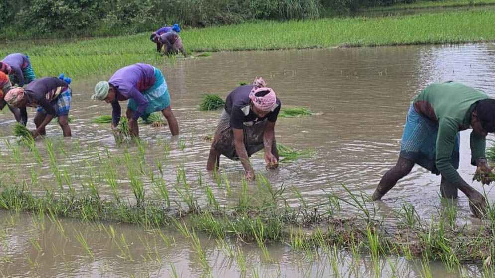 বর্ষার পানি নেমে গেলে কৃষকদের করণীয়