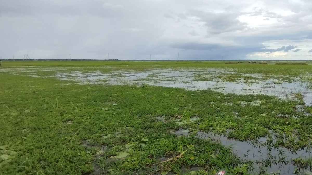 জলাবদ্ধতায় থমকে আছে চাষাবাদ, থেমে যাচ্ছে স্বপ্ন