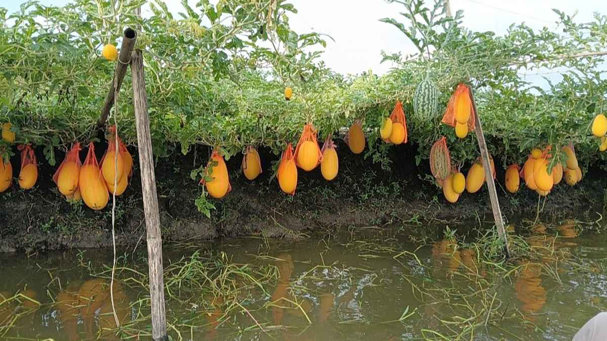 নড়াইলে মাছের ঘেরপাড়ে অফসিজনে তরমুজ চাষে সাফল্য
