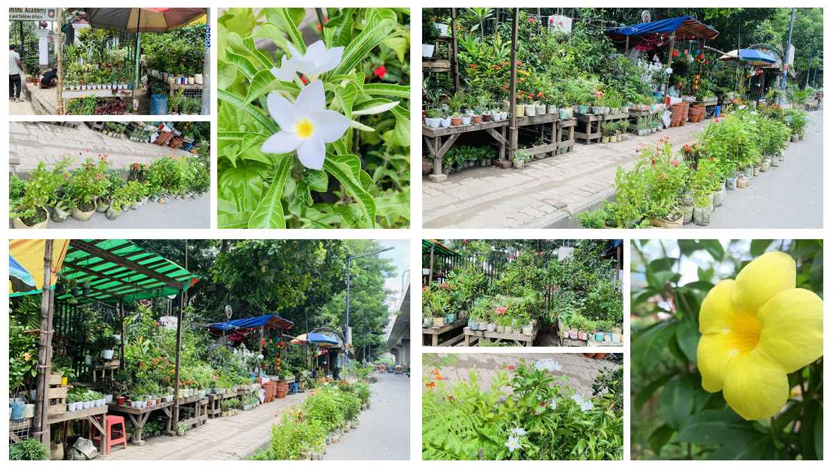 ‘অবৈধ’ নার্সারিতে নগরী প্রাণ পেলেও ভোগে পথচারী