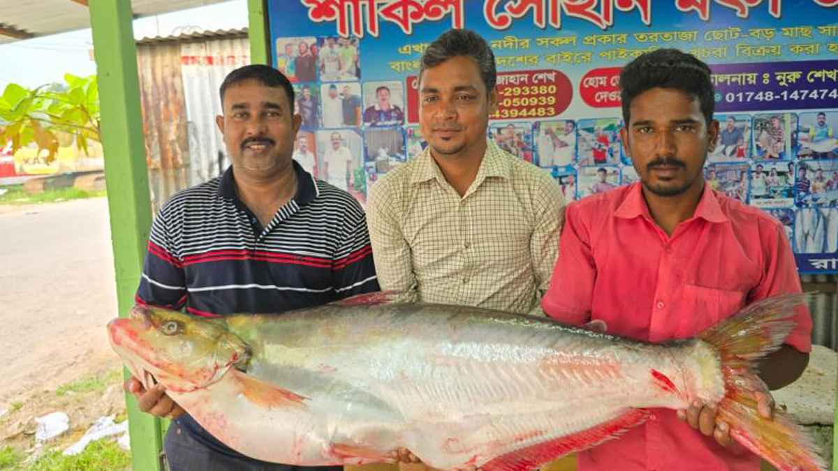 পদ্মায় ধরা সাড়ে ২২ কেজির ঢাই মাছ, ১ লাখ ৪ হাজার টাকায় বিক্রি