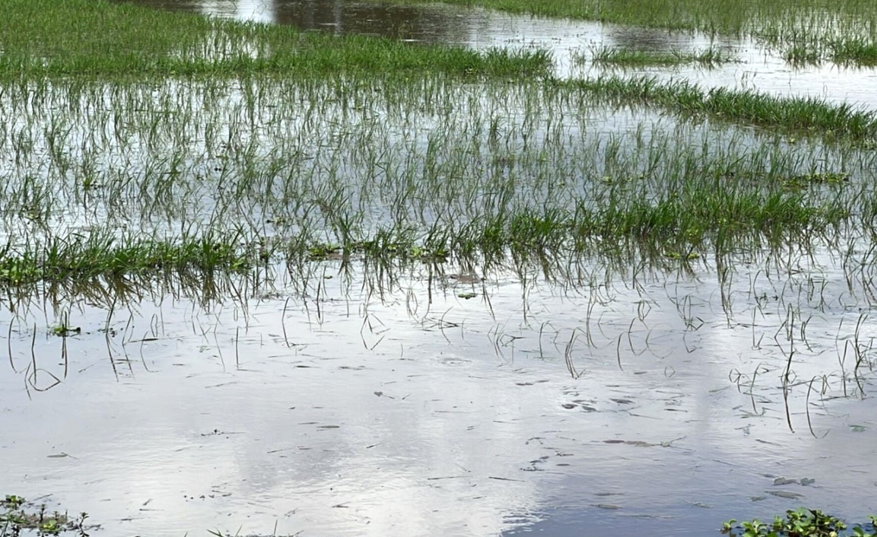 thumbnail_1000160787