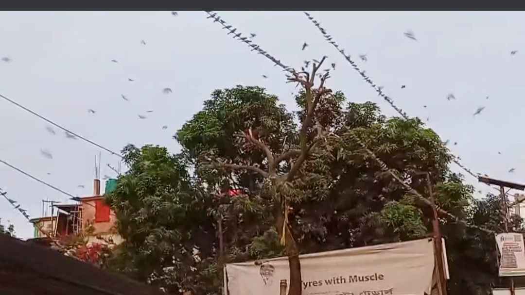 গাছের ডাল কেটে পাখির আবাসস্থল ধ্বংস, অভিযুক্তের বিচার দাবি