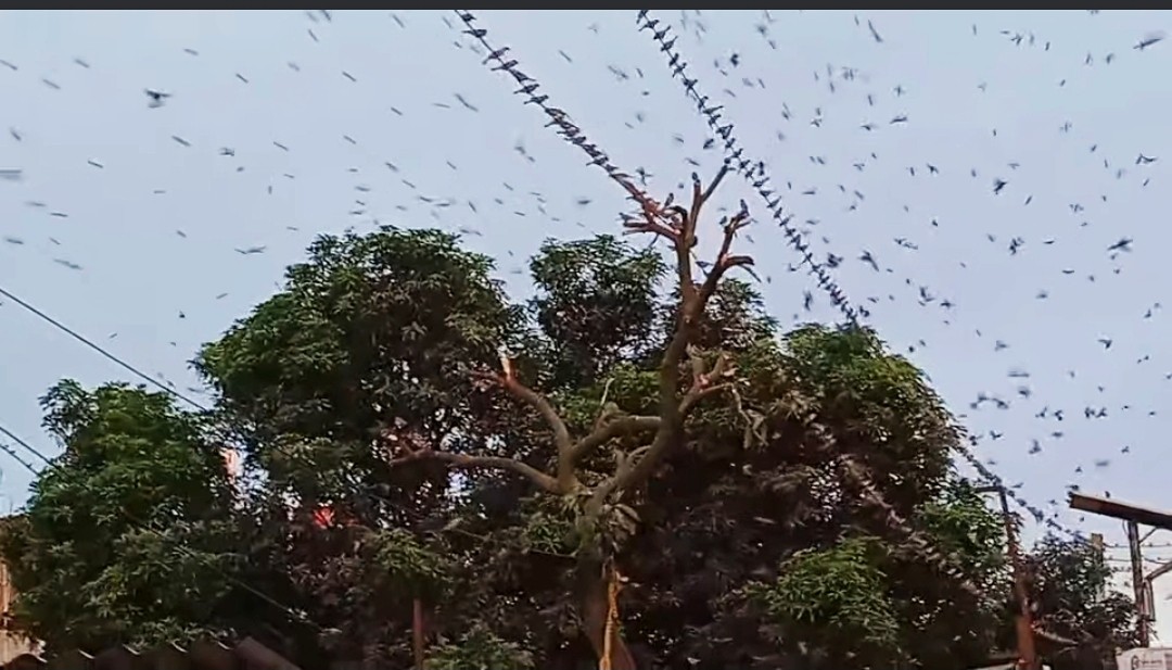 thumbnail_1000184282