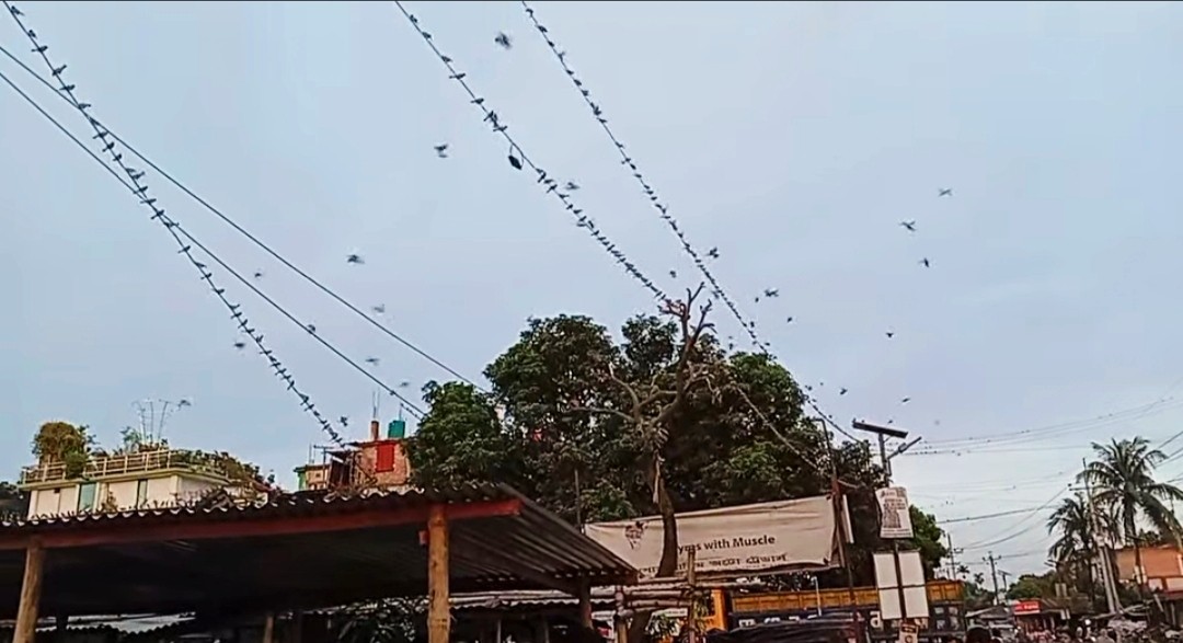 thumbnail_1000184283