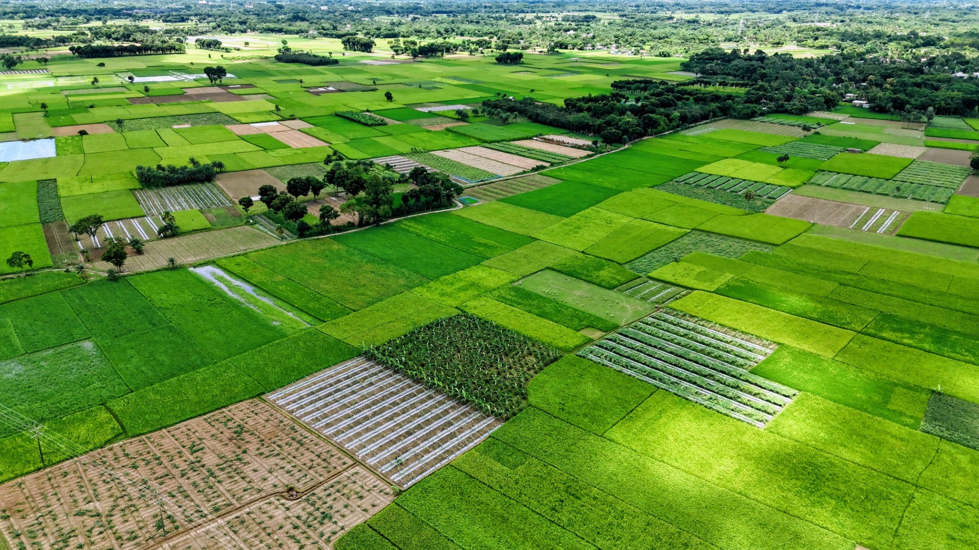 thumbnail_Chuadanga_Agri_Land_Decreased_-_(4)