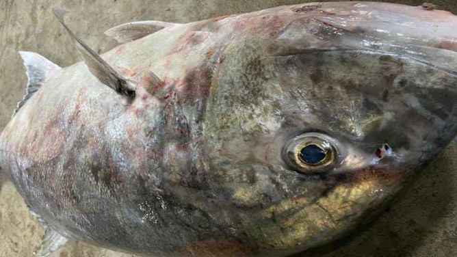 বঙ্গোপসাগরে জেলের জালে ৩০ কেজির ট্রেভ্যালি ফিশ, ২৪ হাজারে বিক্রি