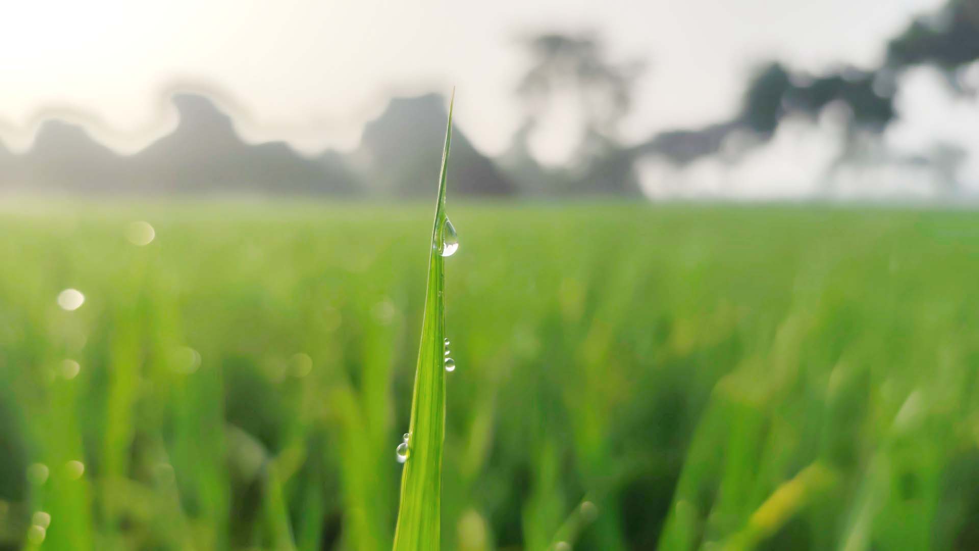 thumbnail_Photo_(5)-Thakurgaon_is_in_the_mood_for_early_winter_-_the_morning_is_drenched_in_dew,_the_surroundings_are_covered_in_fog