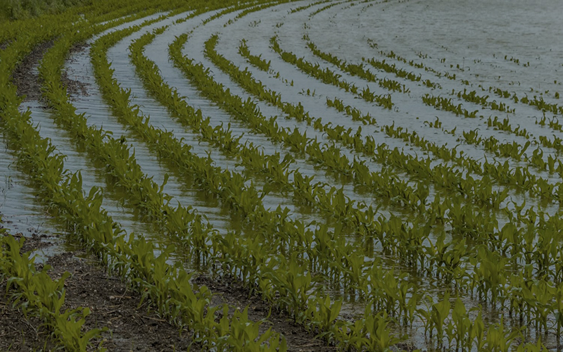 কৃষি কৃষি