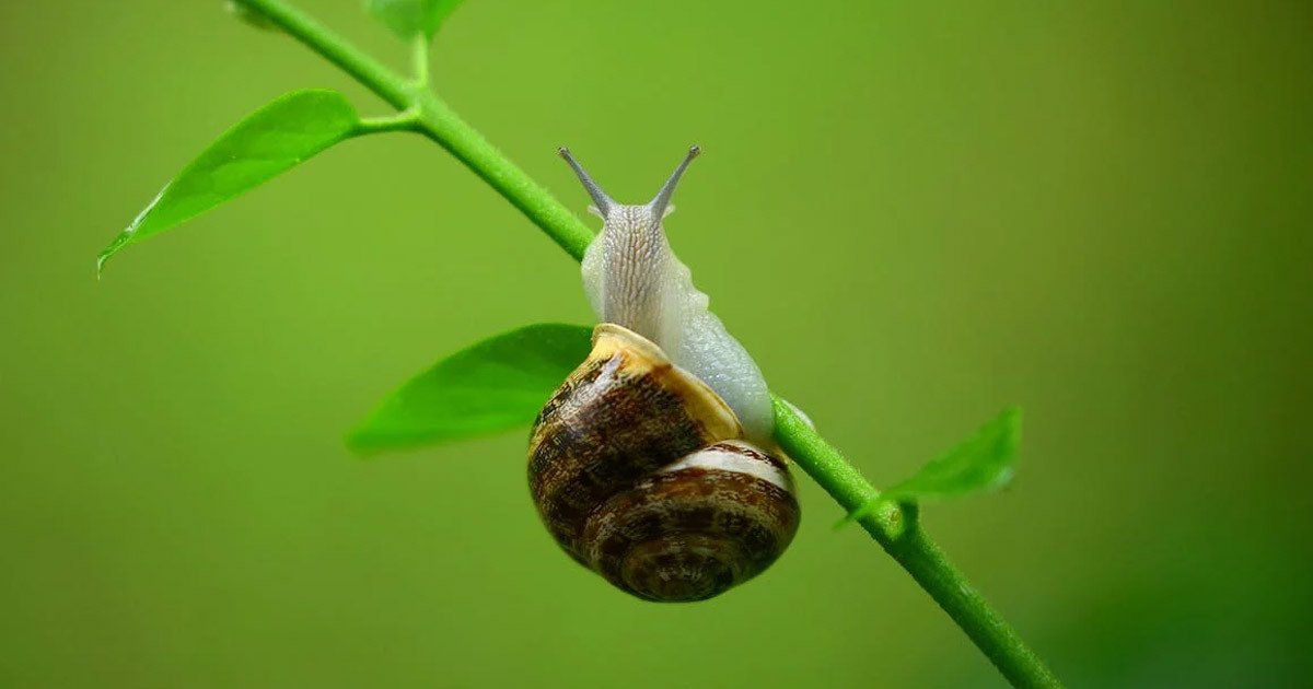 শামুক