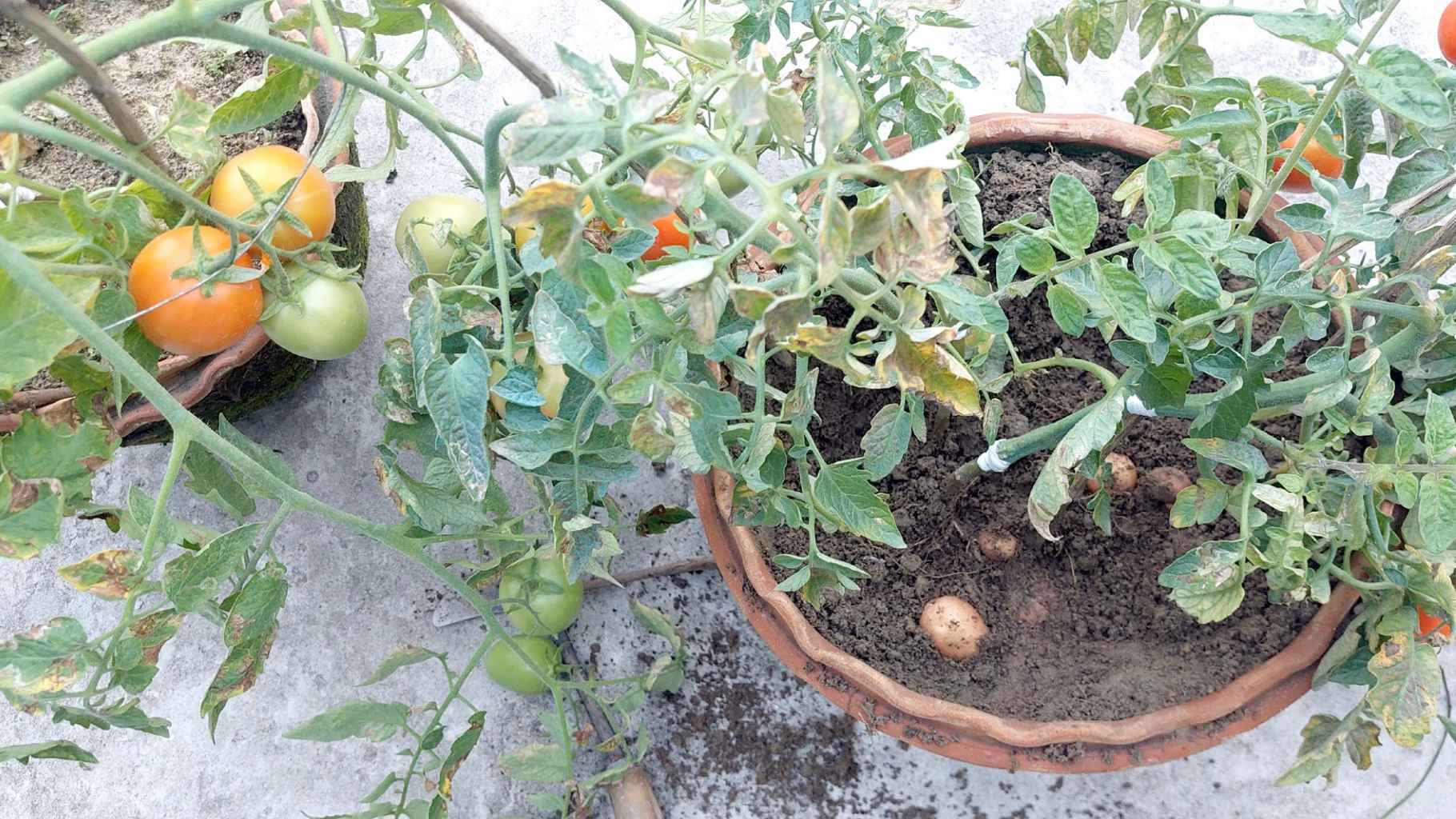 একই গাছে আলু-টমেটো, বীরগঞ্জে কৃষিতে নতুন দিগন্ত