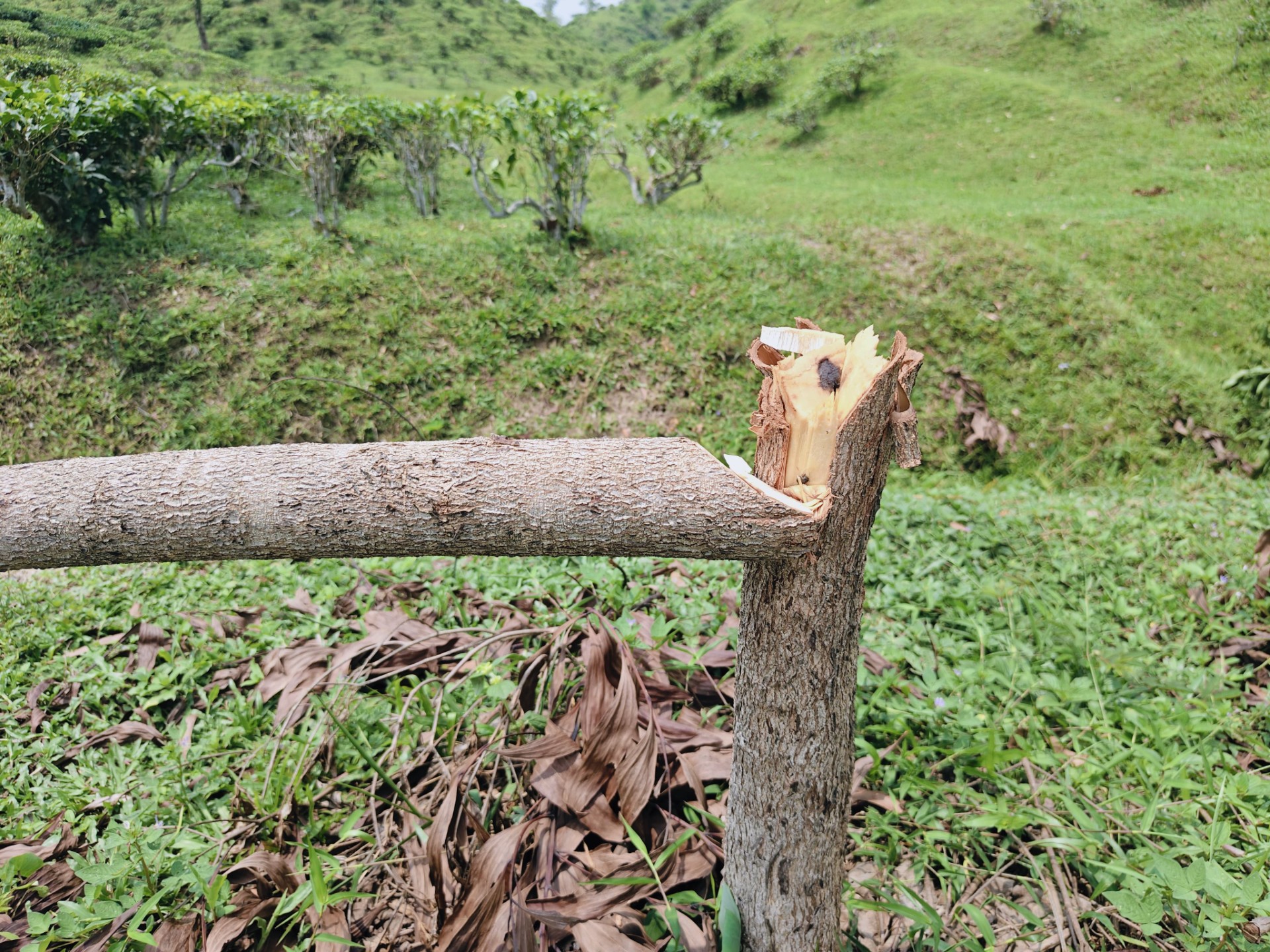 06db789e-8cfd-4efb-ad6e-b810a52bf7dd