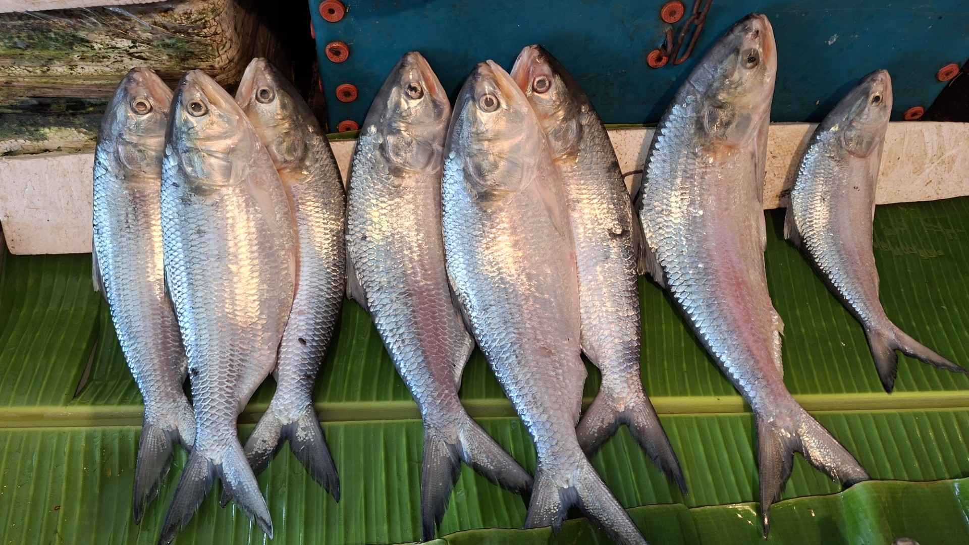 বরগুনায় পহেলা বৈশাখ ঘিরে ইলিশের দামে অস্বাভাবিক ঊর্ধ্বগতি