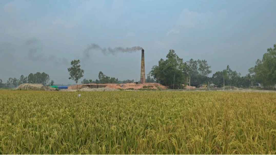 টাঙ্গাইলে অবৈধ ইটভাটার ধোঁয়ায় পুড়ল ২০০ বিঘা ধান