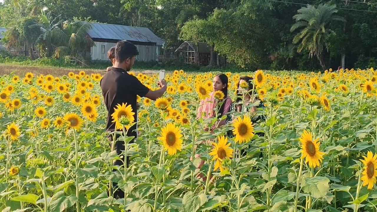 পিরোজপুরে সূর্যমুখী চাষে কৃষকদের নতুন সম্ভাবনা