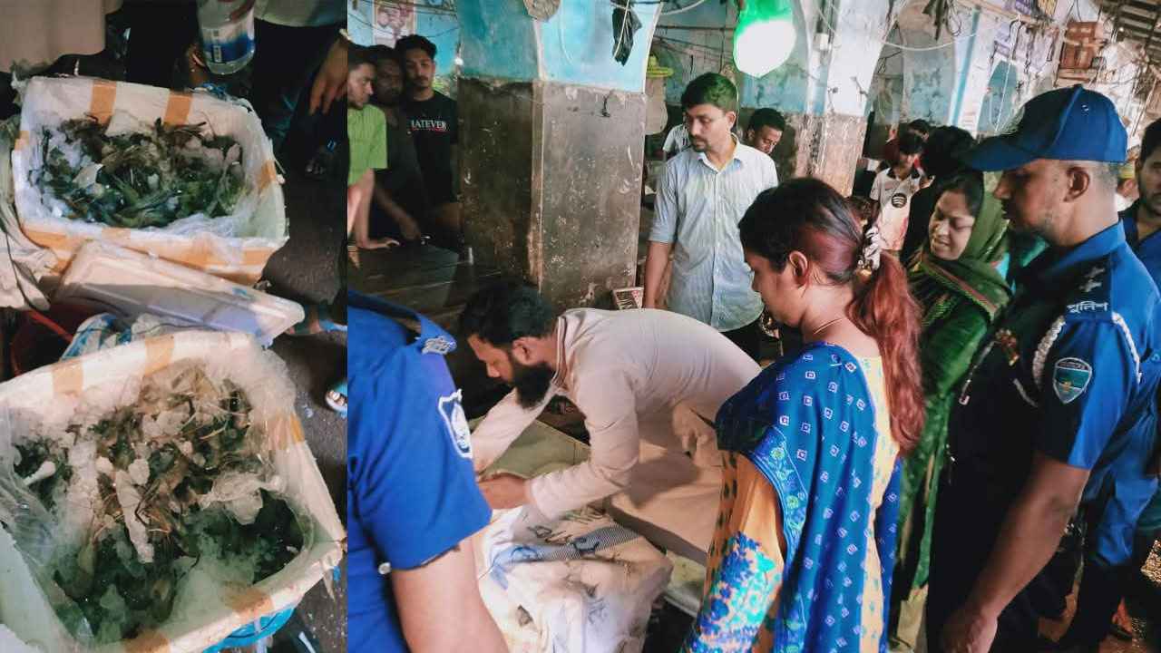 ব্রাহ্মণবাড়িয়ায় জেলি যুক্ত ৬০ কেজি চিংড়ি মাছ ধ্বংস