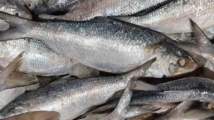 পটুয়াখালীতে পহেলা বৈশাখকে সামনে রেখে আকাশ ছোঁয়া ইলিশের দাম