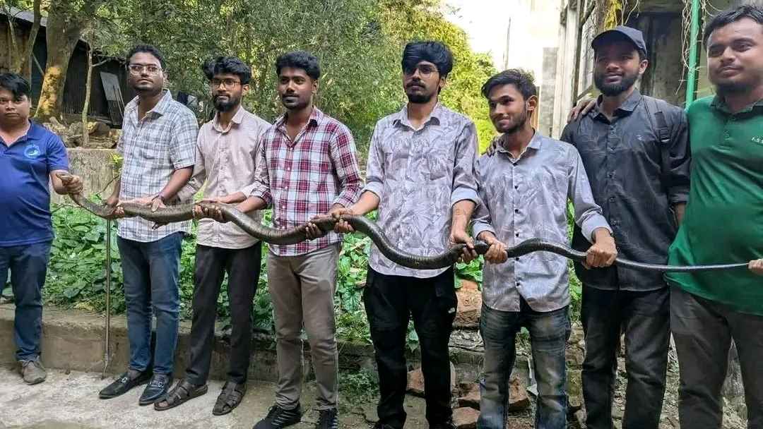 চবিতে ১২ ফুট লম্বা আরেকটি বিষধর কিং কোবরা উদ্ধার