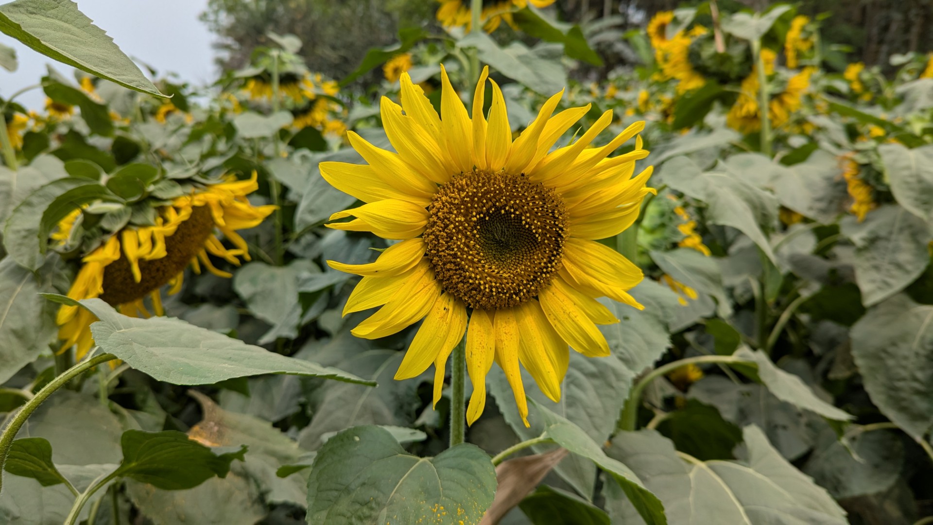 38350632-e674-42a7-83d8-f9a12fc89861