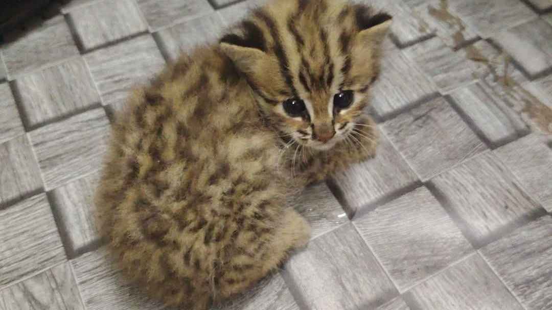 মিরসরাইয়ে বন ছেড়ে লোকালয়ে মেছো বিড়ালের শাবক, বনে অবমুক্ত