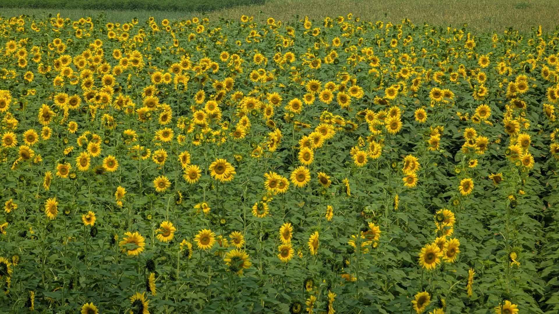 রাজবাড়ীতে সূর্যমুখীর বাম্পার ফলন, হলদে হাসিতে কৃষকের স্বপ্নপূরণ